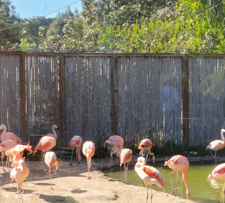san-francisco-zoo-photo